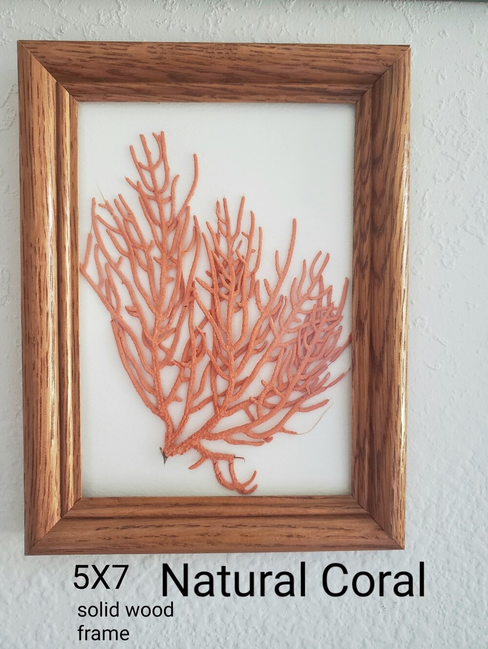 Framed Natural Fan Coral